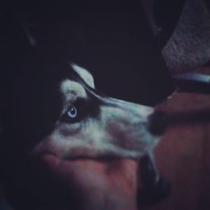 Meet your Posher, Gavin